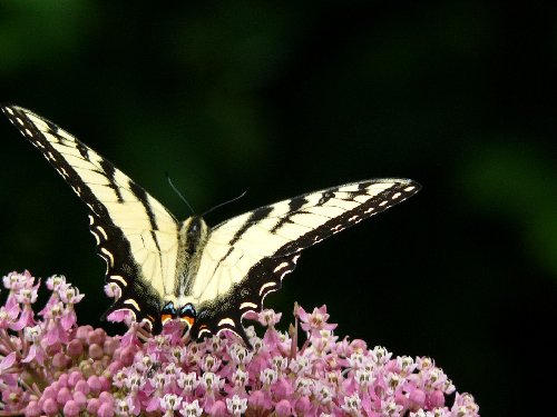 swallowtail.JPG