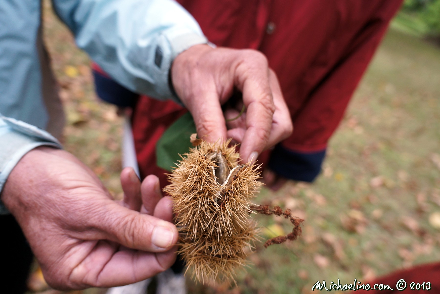 The husk of the American Chestnut