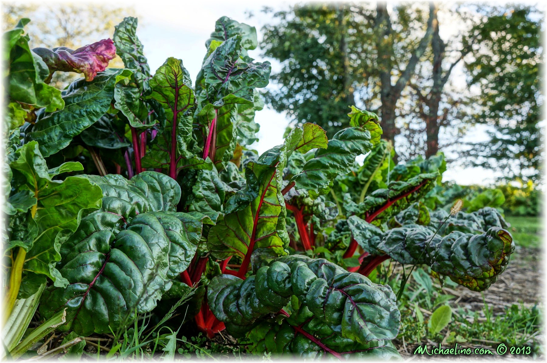 Chard on the edge of the meadow