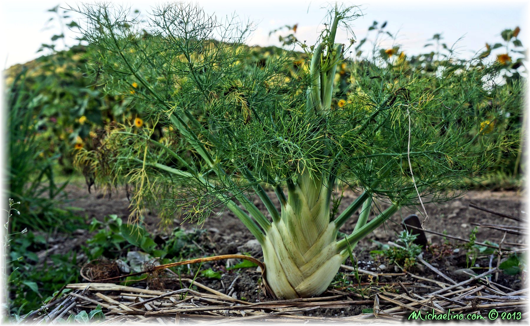 Fennel in the Gardens of Trapp